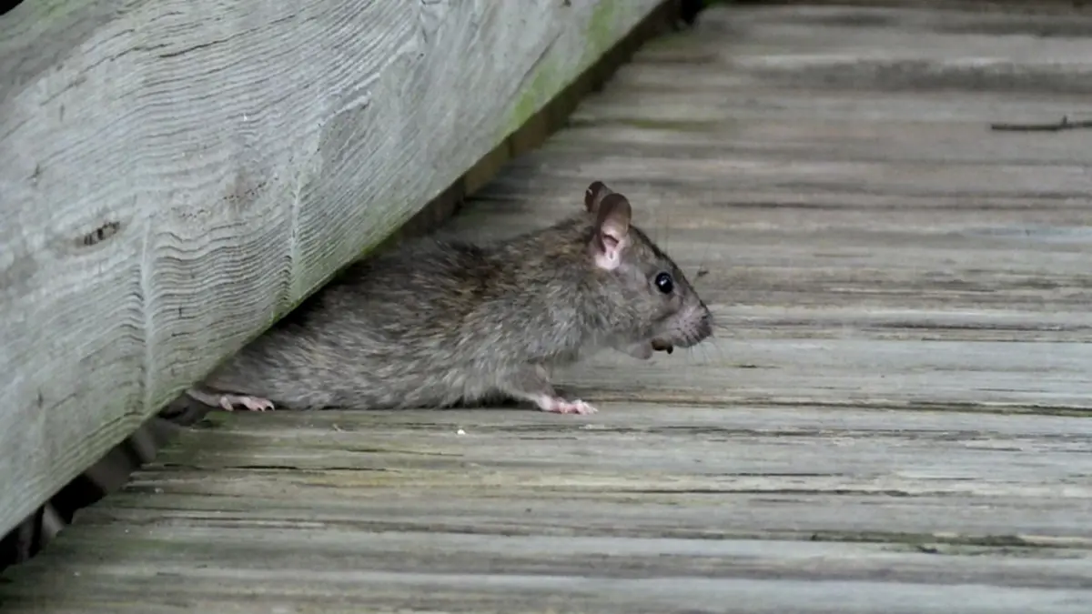 พบผู้เสียชีวิตจากฮันตาไวรัสครั้งแรกของปี 2026 สายพันธุ์จากหนูบ้าน