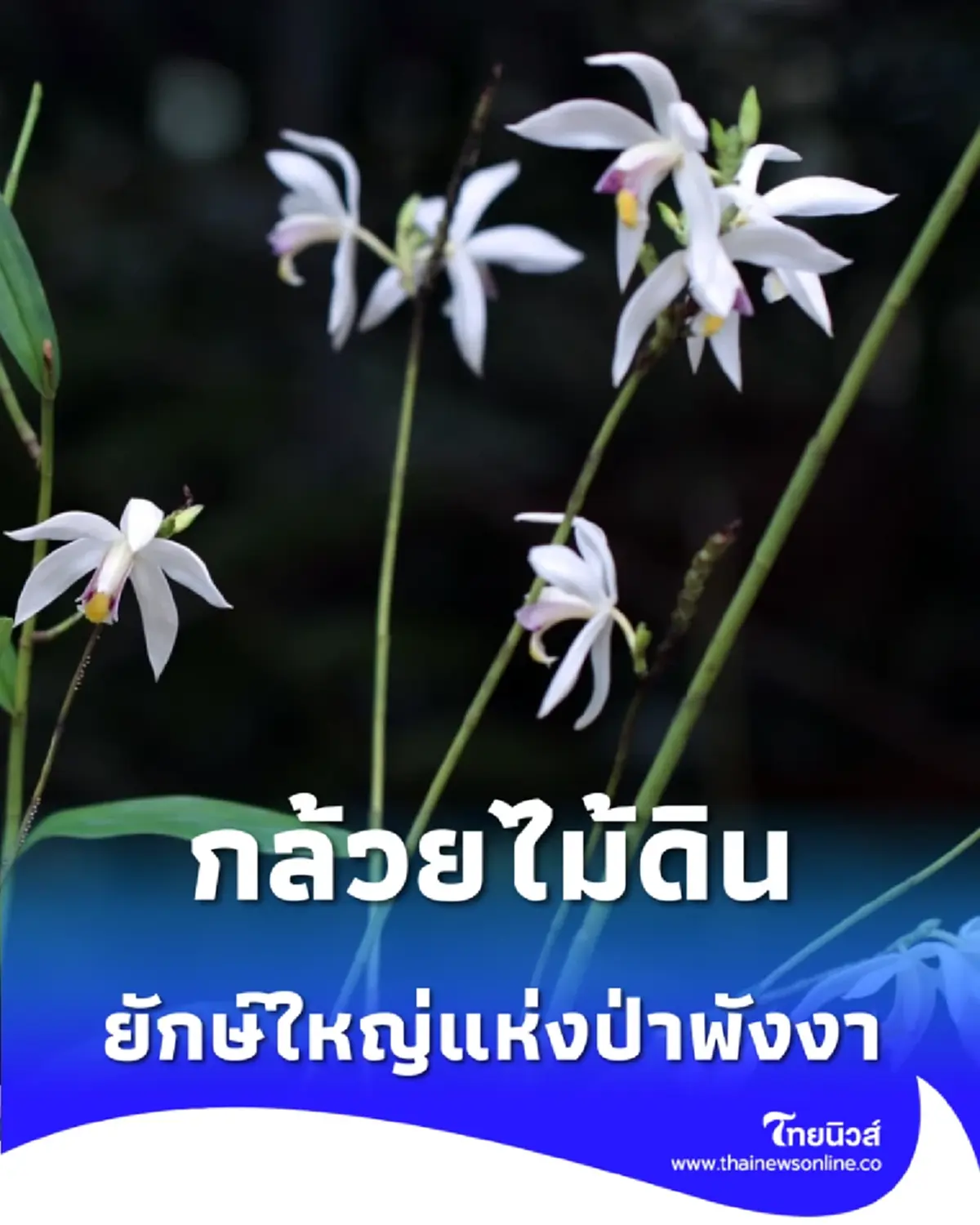 สูง 2 เมตร กล้วยไม้ดิน ยักษ์ใหญ่แห่งป่าพังงา ออกดอกสวยตลอดปี