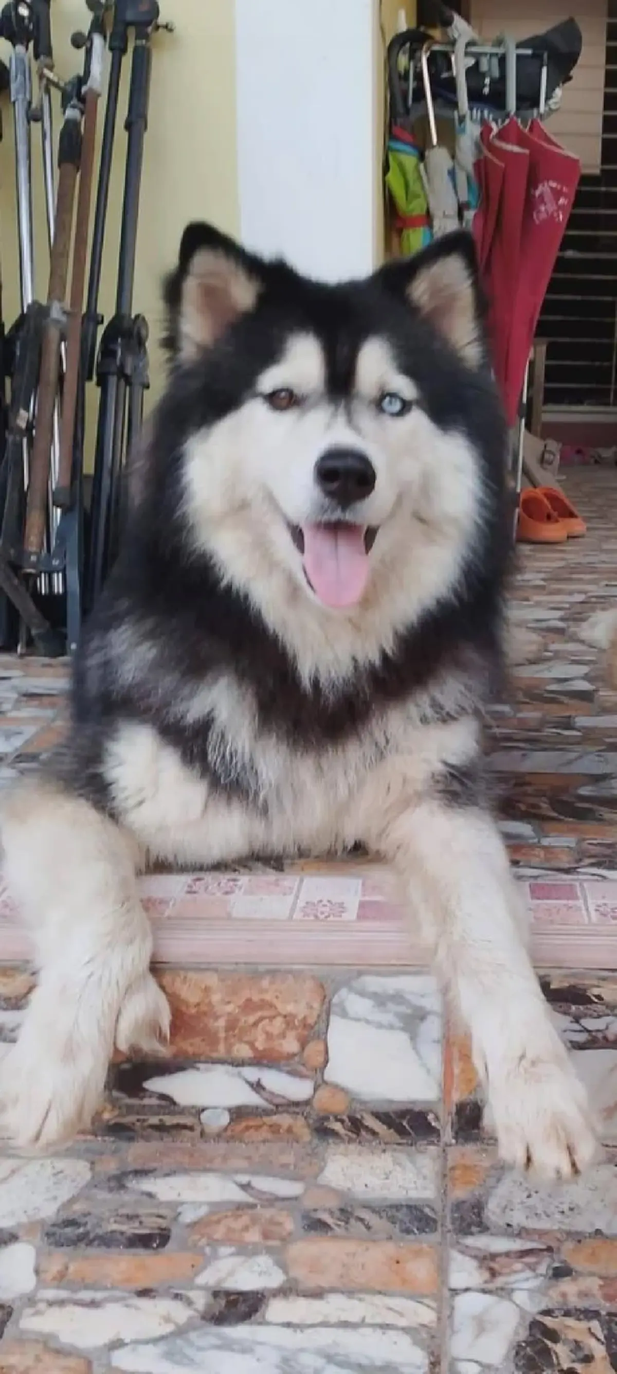 รู้แล้วจากนี้ เบ็ตซี่ คู่หู มอลลี่ จะได้ไปอยู่ที่ไหนต่อ