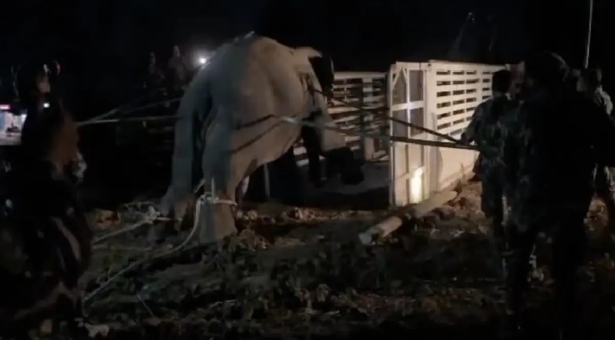 เพจดัง เปิด ตรง ๆ 9ข้อ เรื่อง ช้างสีดอหูพับ ทำคนแชร์สนั่น โซเชียล 