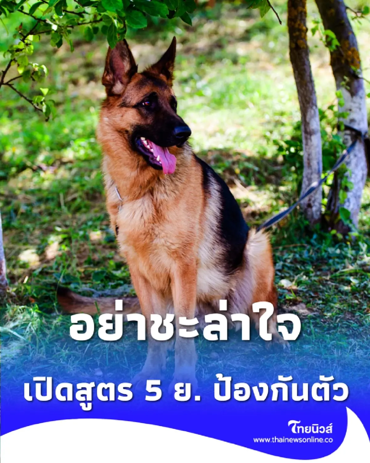 กรมควบคุมโรค เตือน โรคพิษสุนัขบ้า อย่าชะล่าใจ เปิดสูตร 5 ย. ป้องกันตัว
