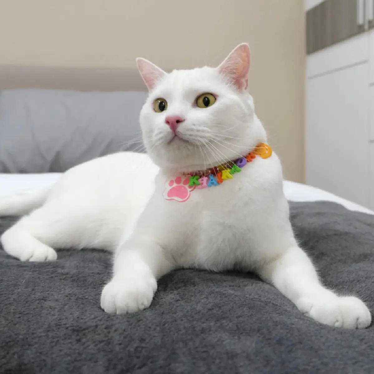 ย้อนเส้นทาง ไข่ขาวลูกแมร๊ แมวจรเปลี่ยนชีวิต ก่อนจากไปอย่างสงบ