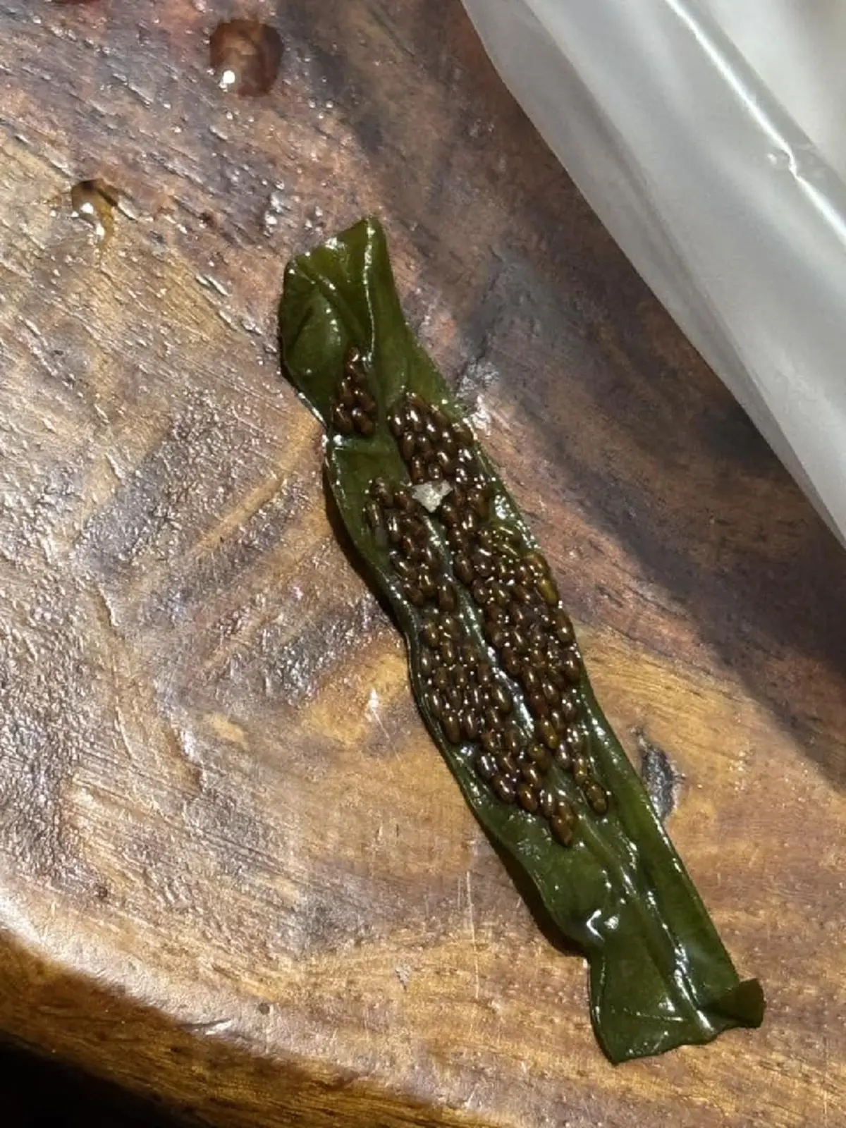 ขนหัวลุก "ไข่ปริศนา" ในผักบุ้ง ล่าสุด รู้แล้ว มันคือตัวอะไร