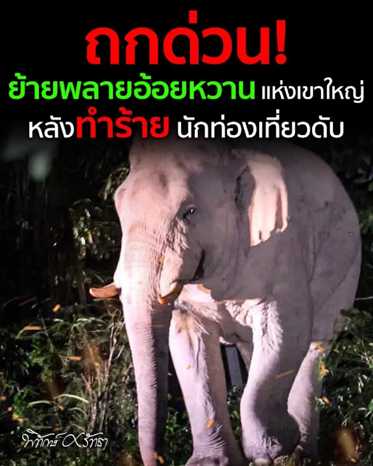 ชะตากรรมต่อจากนี้ "พลายอ้อยหวาน"ช้างป่าตกมัน หลังคร่าชีวิต นทท.