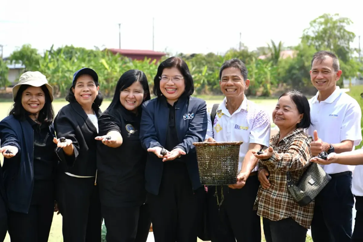 กรมทรัพย์สินทางปัญญา ลุยวังยาง ตรวจเยี่ยมการผลิต GI “แห้วสุพรรณ”