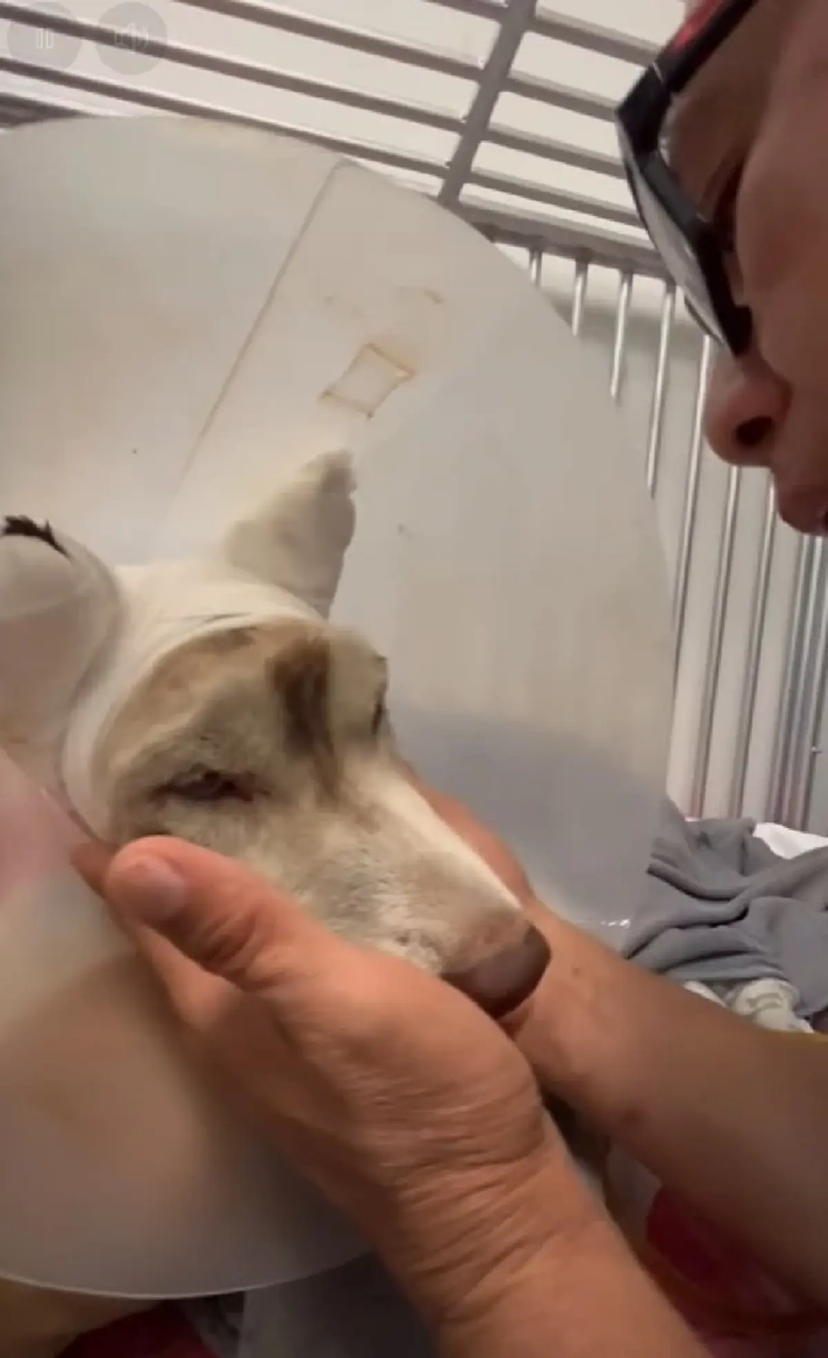 เจ้าของ ฟาดกลับเพจปั่นดราม่า "มอลลี่" อาการล่าสุดน้องสู้มาก