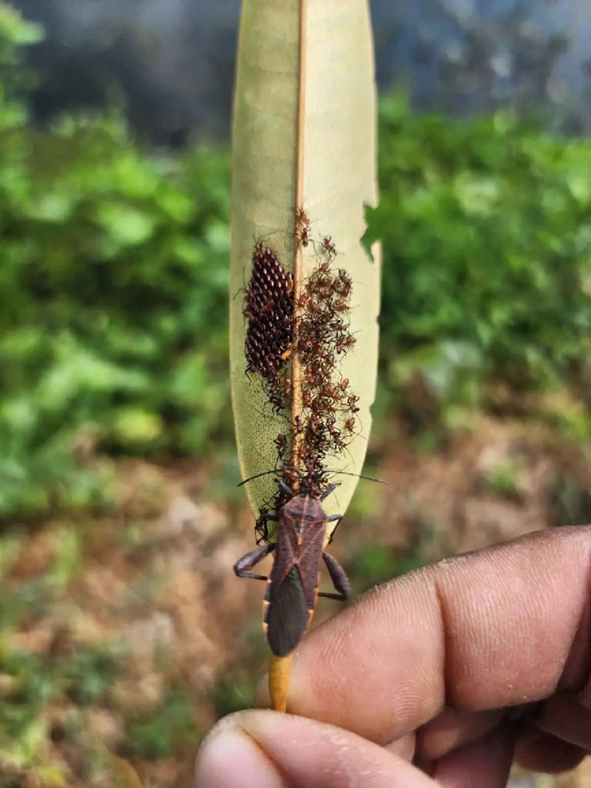 ขนหัวลุก "ไข่ปริศนา" ในผักบุ้ง ล่าสุด รู้แล้ว มันคือตัวอะไร