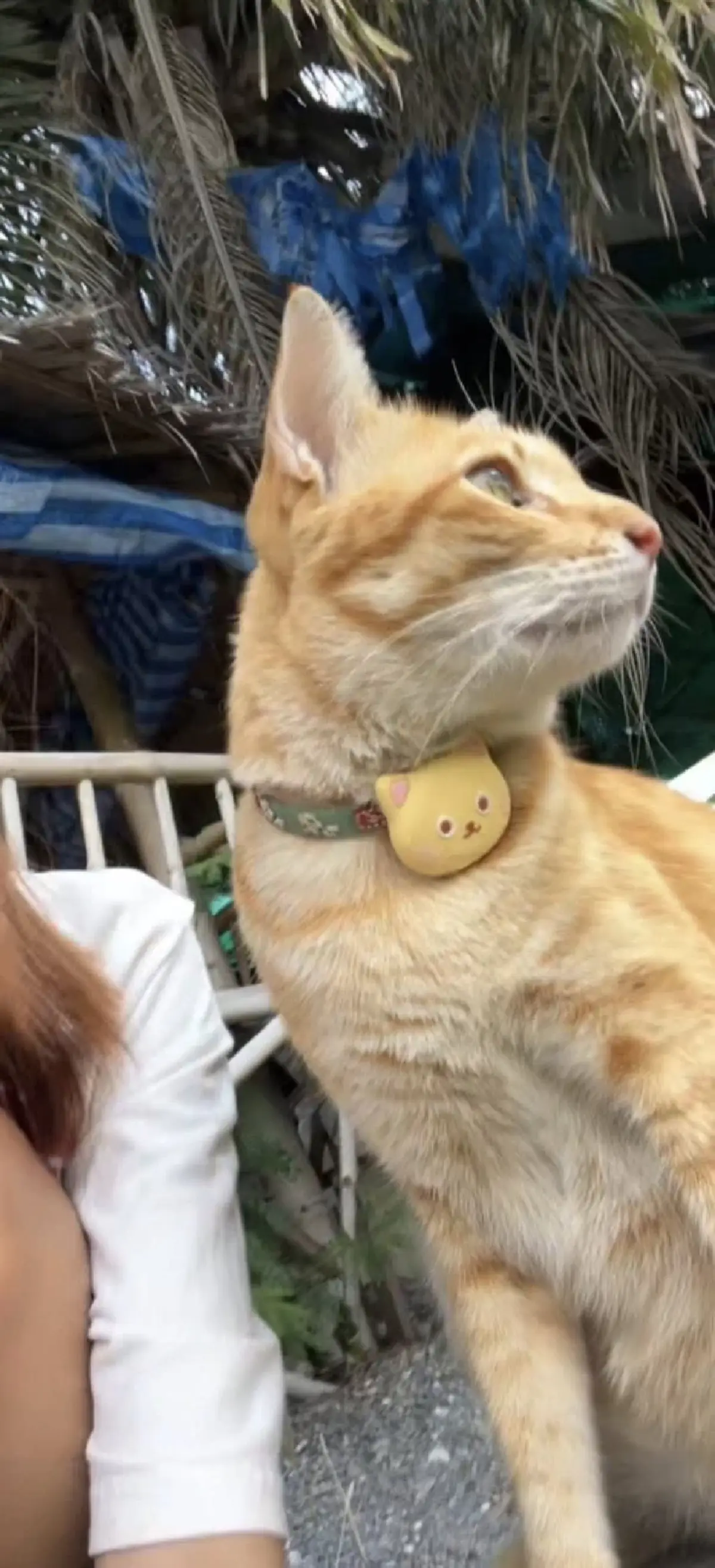 เจ้าของประกาศตามหา "ถุงทอง" ทุ่มรางวัล 1 แสน ขอให้พาน้องกลับบ้าน