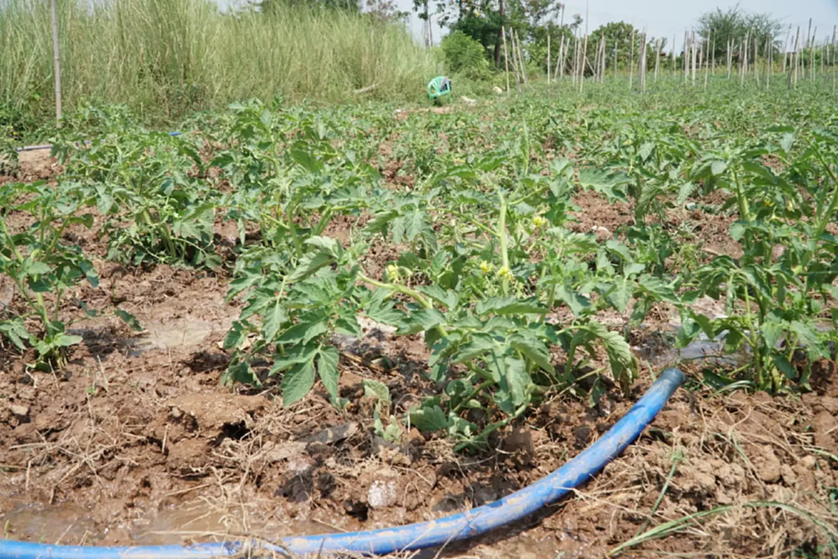 น้ำมันพุ่ง-ปุ๋ยขยับ ชาวสวนมะเขือเทศหนองคายโอด วอนรัฐตรึงราคา