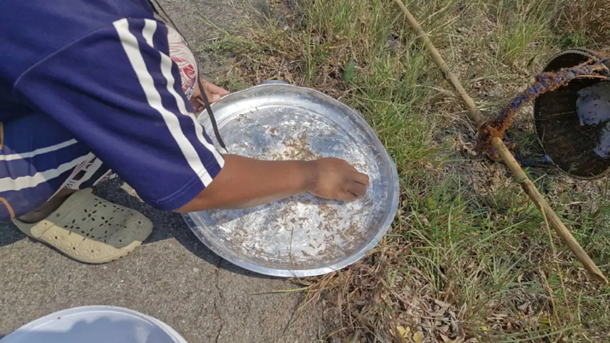 ชาวโคราชแหย่ไข่มดแดงขายรายได้พุ่งวันละพัน กิโลละ 500 บาท