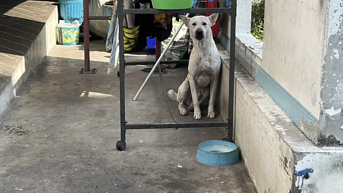 ผวาทั้งหมู่บ้าน! ไอ้หมี หมาไทยไล่กัดเด็ก แม่เหยื่อตัดพ้อ