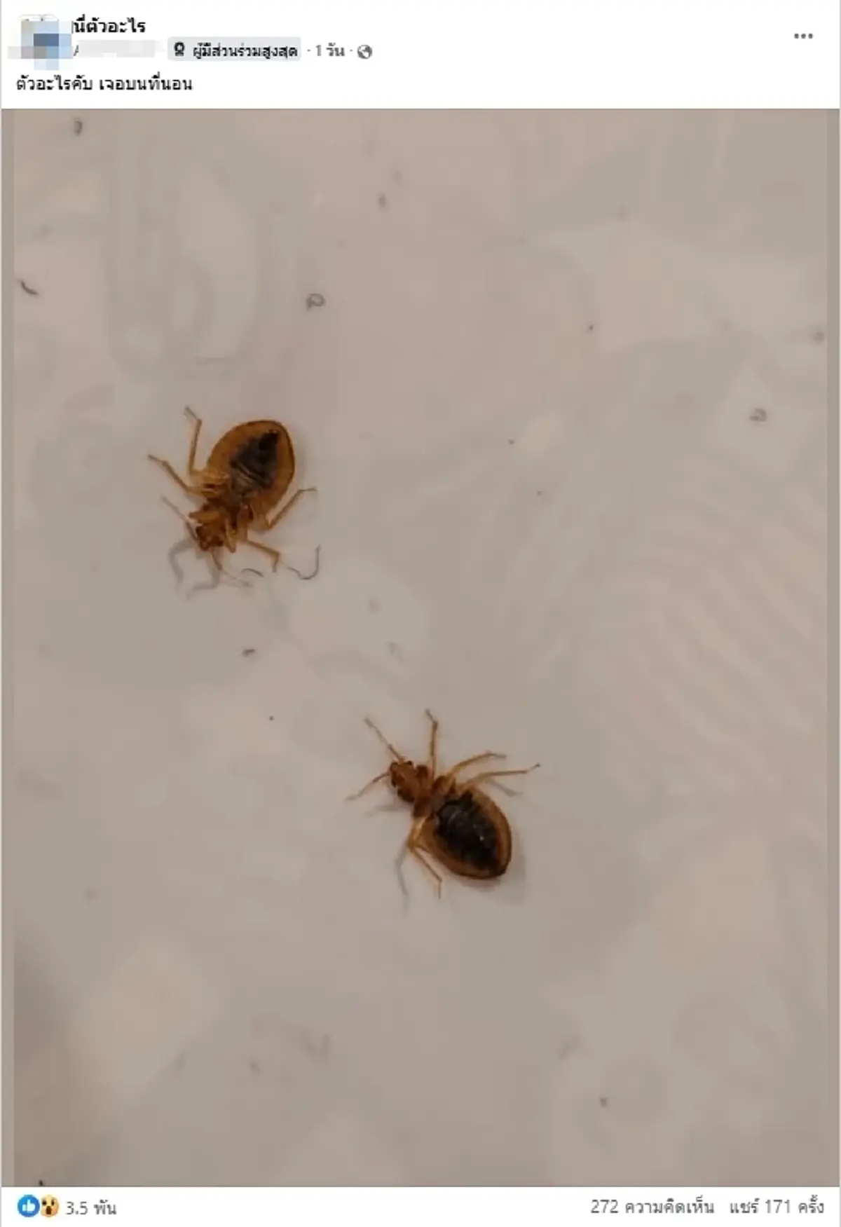 ขนลุก หนุ่มเจอแมลงบนที่นอน ชาวเน็ตฟันธง งานนี้เรื่องใหญ่