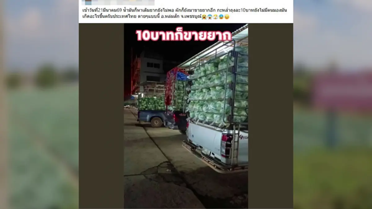 กะหล่ำหล่มสักดิ่งเหว น้ำมันขาดทำส่งไม่ออก เกษตรกรจำใจไถทิ้ง