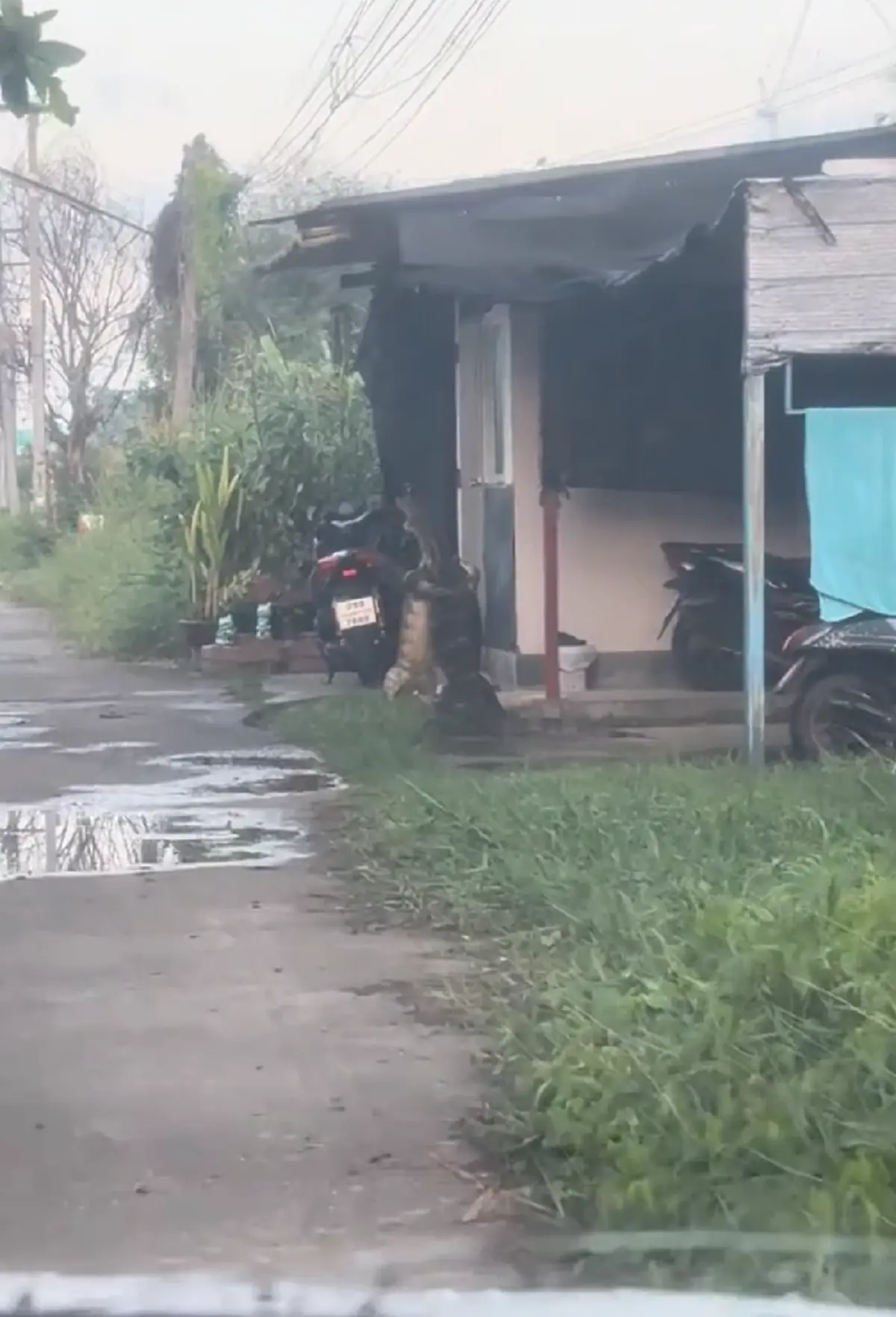 แห่ถามพิกัด สาวขับรถเข้าซอยเจอเดินยั้วเยี้ย นึกว่ายุคจูราสสิค