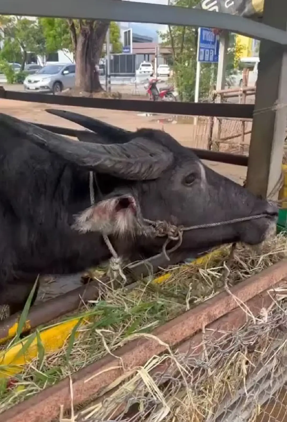 เปิดชีวิตใหม่ เจ้าทุยหัวเหล็ก รอดชีวิตหวุดหวิดจากงานศพ