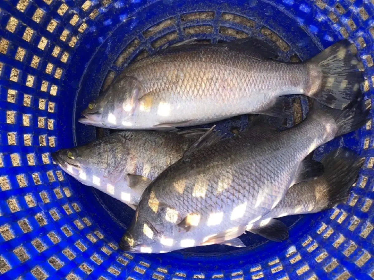 ปลากะพงสองน้ำสมุทรปราการ GI น้องใหม่ เจาะตลาดพรีเมียม
