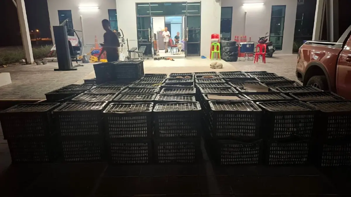 ทางหลวง M6 จับกระบะขนอะโวคาโดเถื่อน 2.5 ตัน คนขับไร้เอกสารนำเข้า