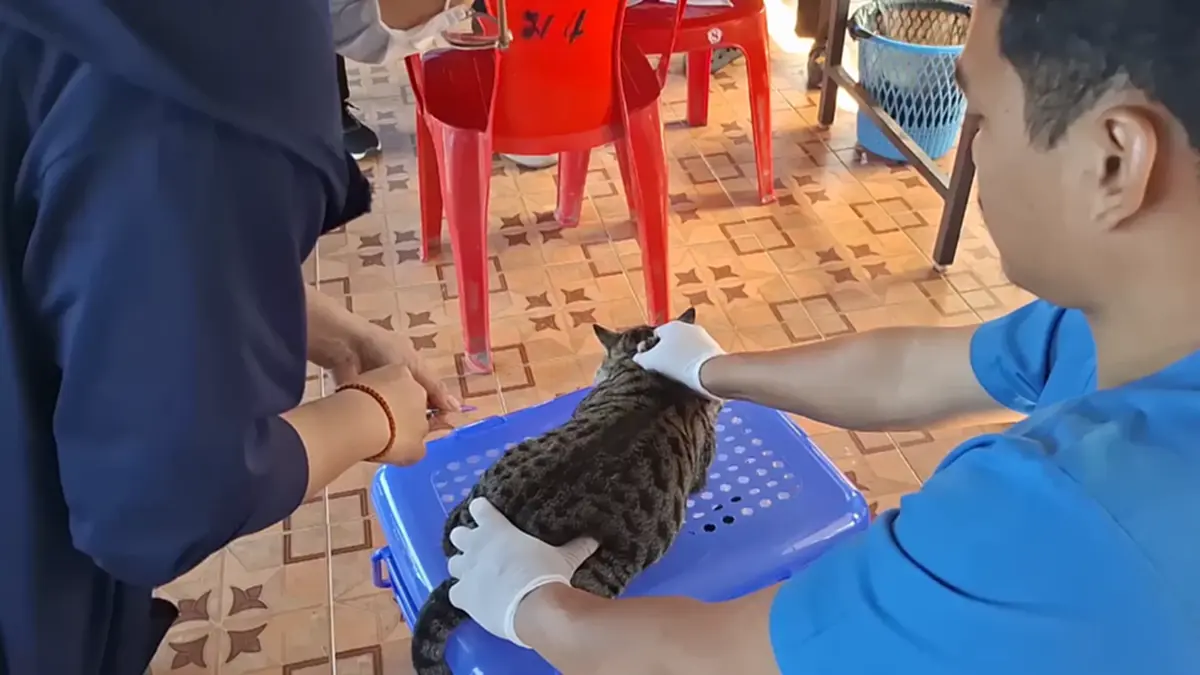 ปศุสัตว์บึงกาฬรุกทำหมันสัญจรฟรี พร้อมแจกเวชภัณฑ์ปี 69