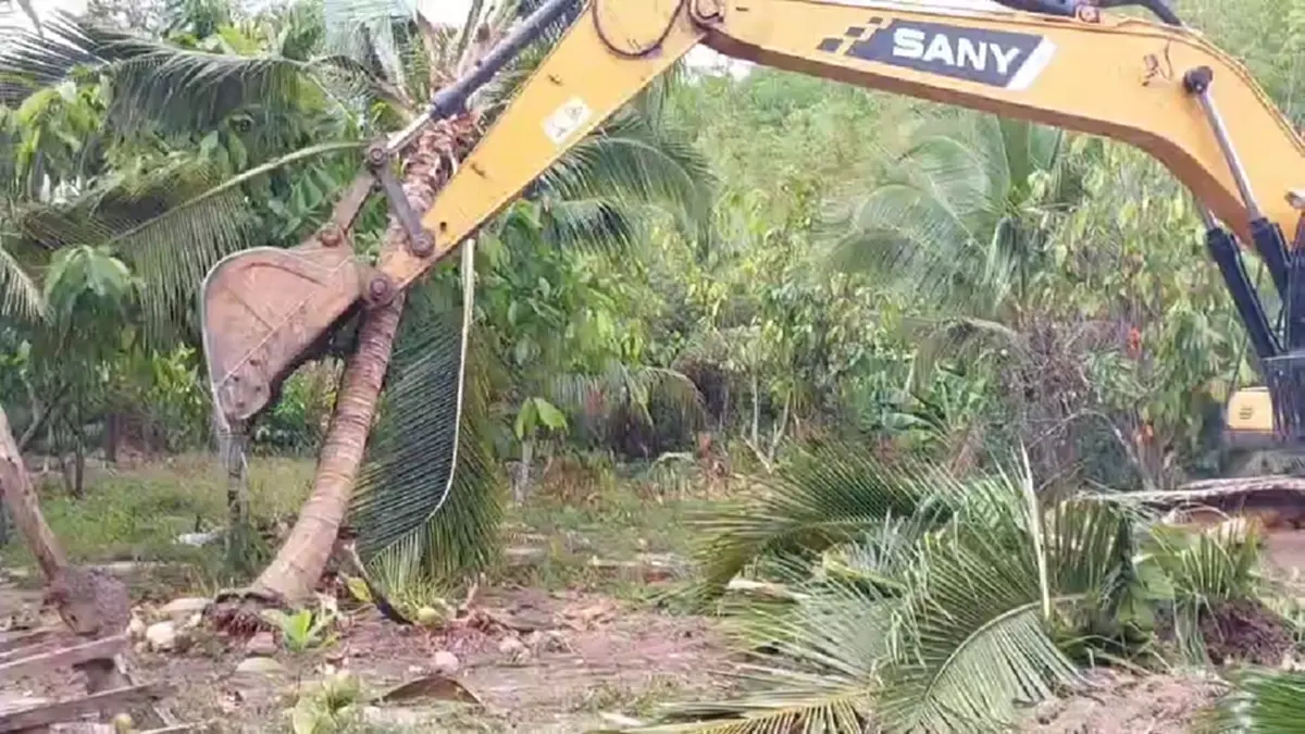 แบกไม่ไหว! เจ้าของสวนกระบี่รื้อทิ้งมะพร้าว 6 ไร่ เซ่นพิษราคาดิ่ง