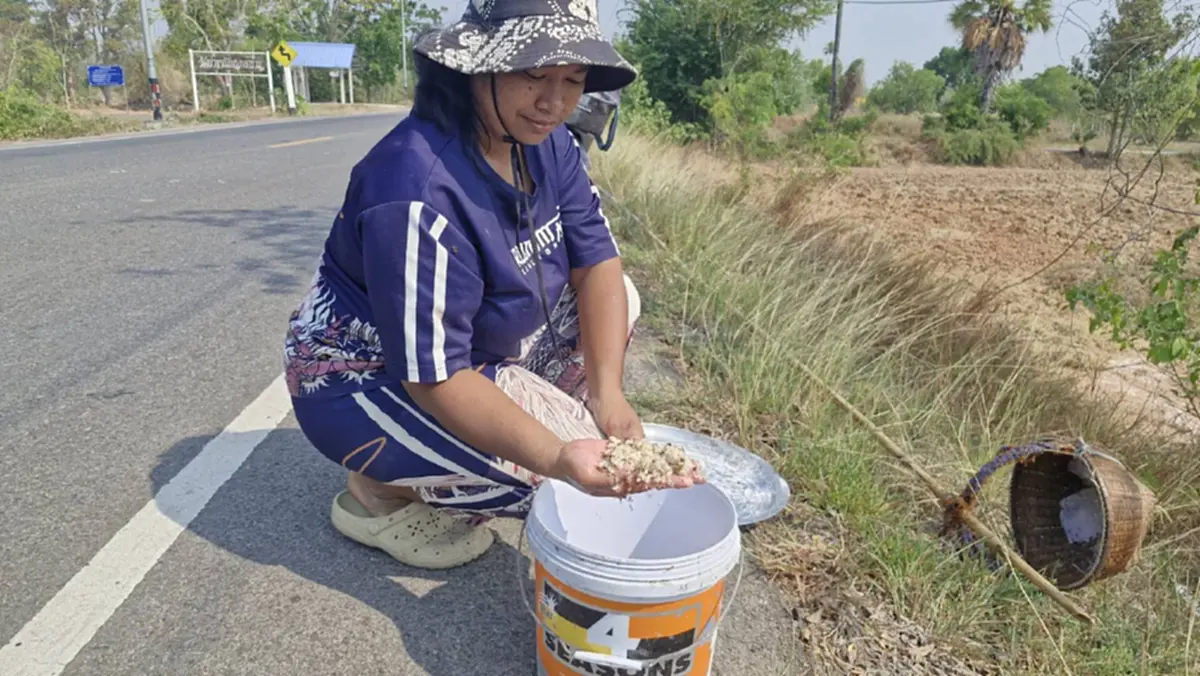 ชาวโคราชแหย่ไข่มดแดงขายรายได้พุ่งวันละพัน กิโลละ 500 บาท