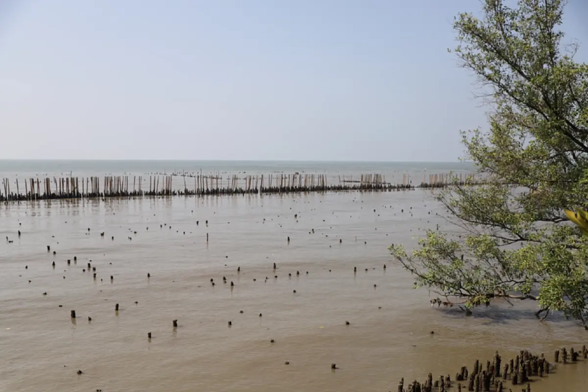 สมุทรสาครผนึกเอกชนปล่อยพันธุ์สัตว์น้ำ 2.1 แสนตัวฟื้นฟูมหาชัย