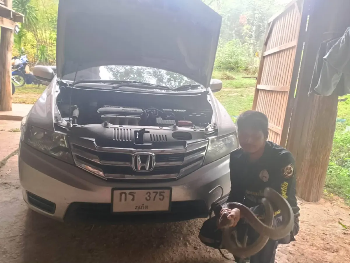 เปิดเลขทะเบียนรถ งูจงอางตัวใหญ่ แอบซุกห้องเครื่องรถเก๋ง