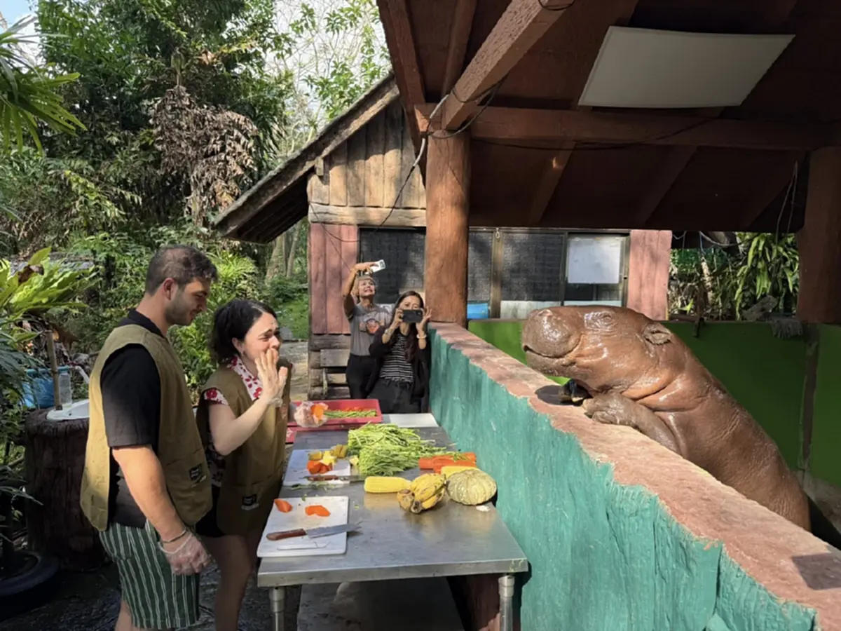 "เชฟอิตาลี" มาให้อาหารหมูเด้ง ก่อนสุดท้าย ทำคนเขินทั้งสวนสัตว์