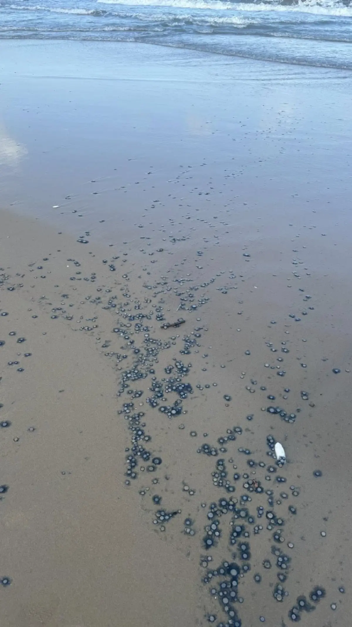 อย่าจับเด็ดขาด ตัวสีฟ้าปริศนาโผล่เกลื่อนหาด โดนแล้วรู้เรื่อง