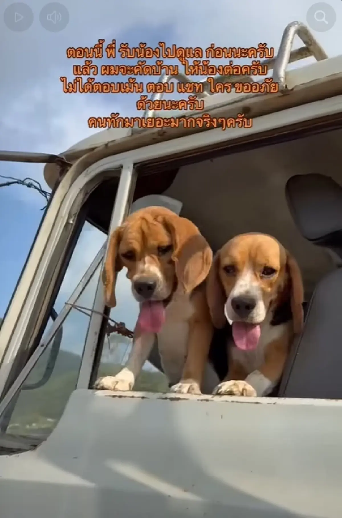 "ในหลวง" ทรงพระเมตตา รับ 2 บีเกิ้ล ถูกทิ้งสุสานร้าง ชุบเลี้ยงในวัง