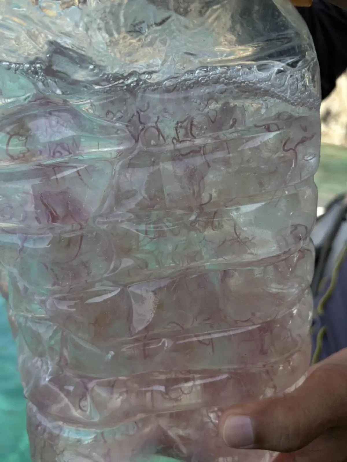 ภูเก็ตเตือนด่วน! แมงกะพรุนไฟบุกเกาะแอวหนาแน่น 100 ตัวต่อ ตร.ม.