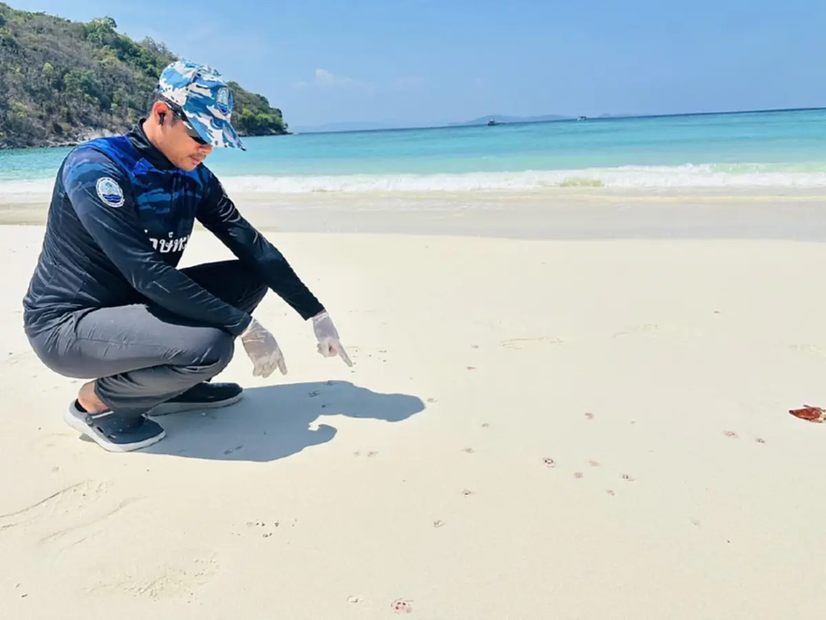 ภูเก็ตเตือนด่วน! แมงกะพรุนไฟบุกเกาะแอวหนาแน่น 100 ตัวต่อ ตร.ม.