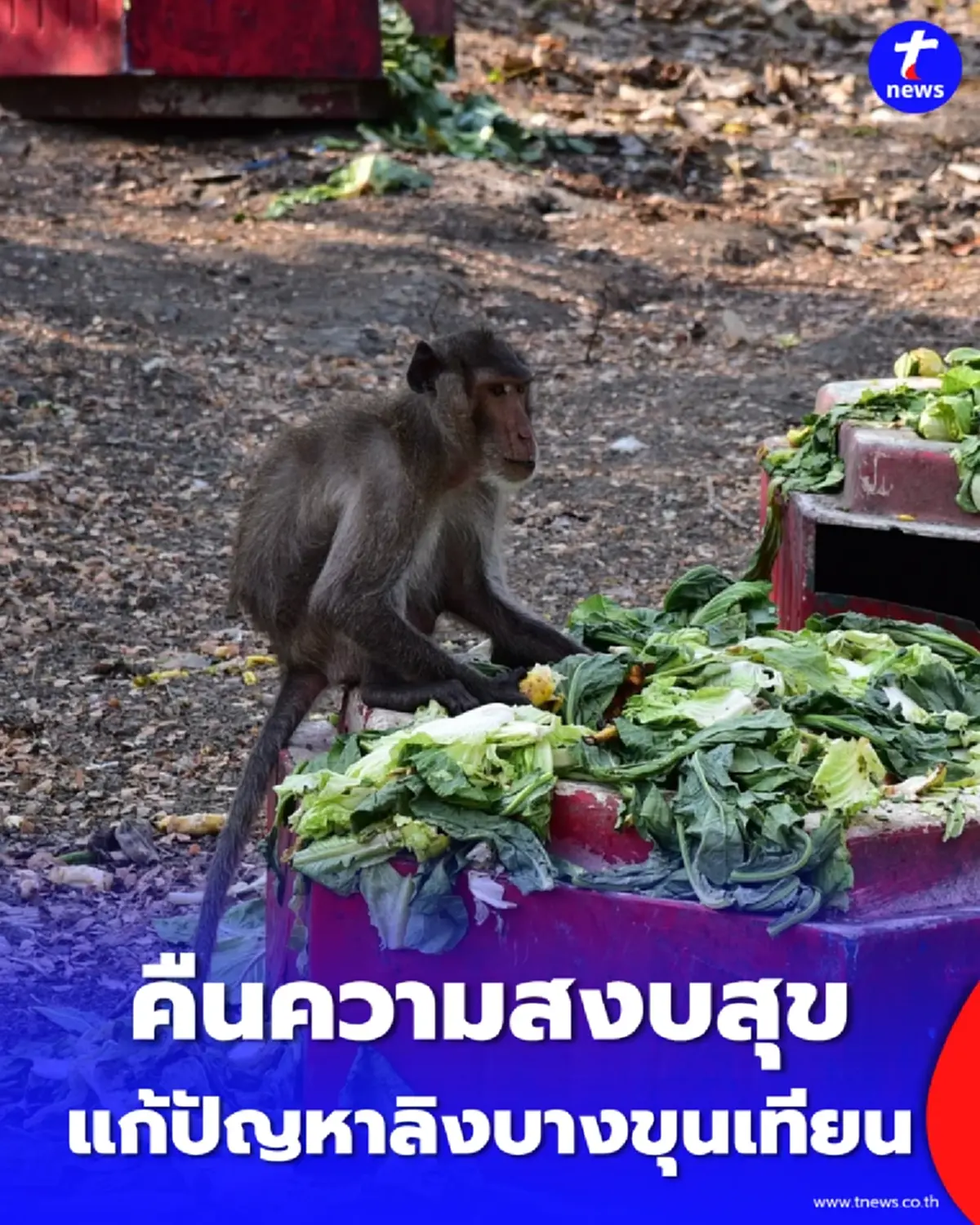 กทม. ลุยแก้ลิงบางขุนเทียน จัดโซนนิ่ง-สร้างบ้านใหม่ 12 ไร่