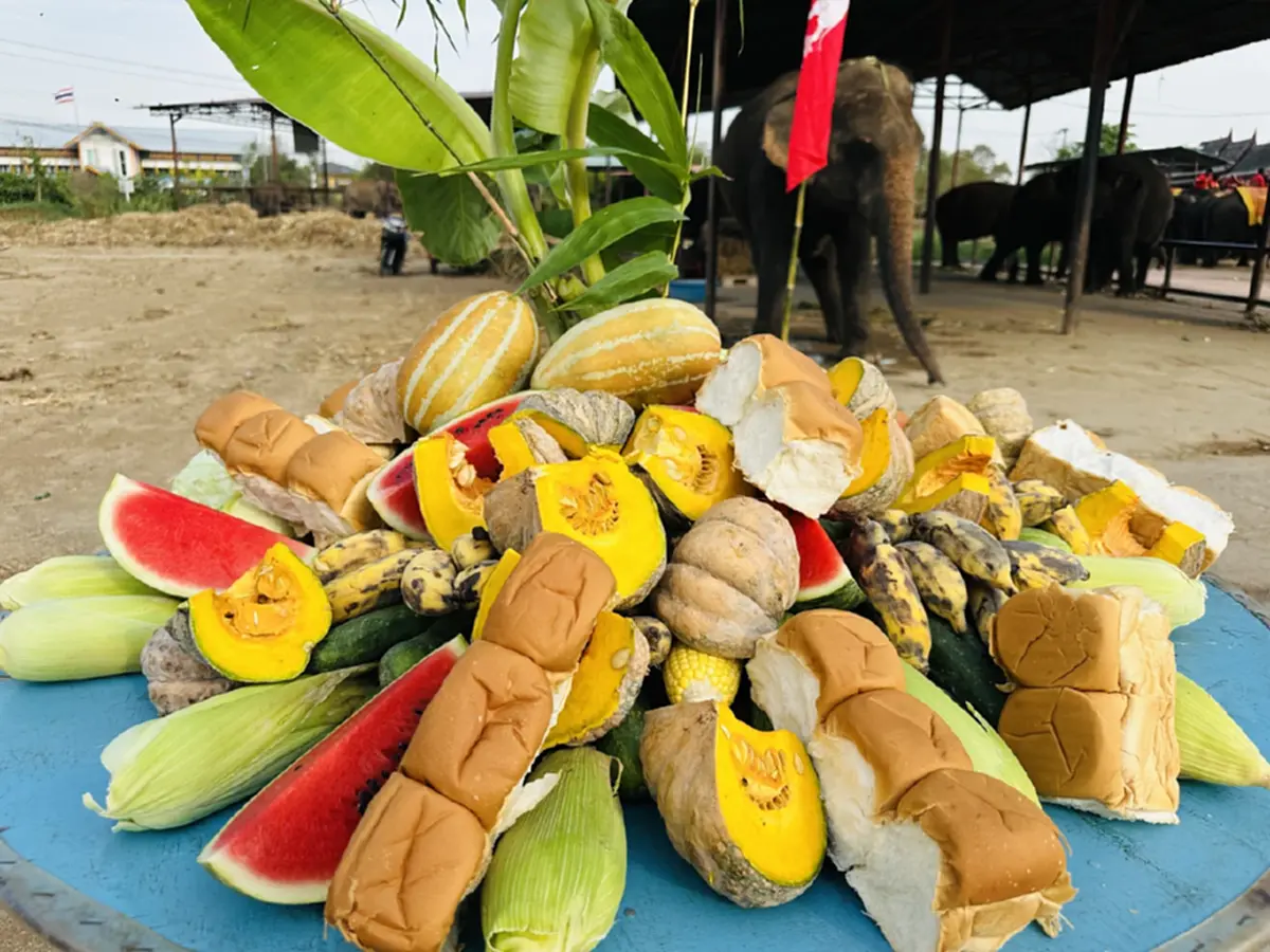 เชิดชูเกียรติช้างไทย! จัดบวงสรวง-เลี้ยงโต๊ะจีนผลไม้ชุดใหญ่