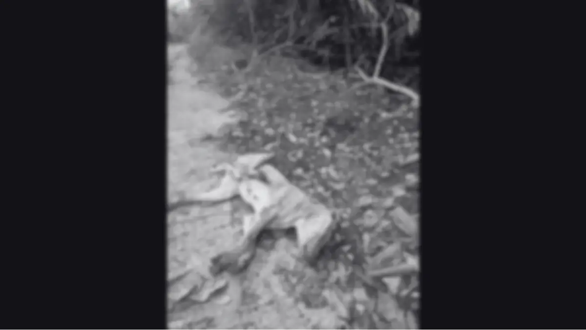 คนใจโหด! วางยาสุนัขเขาคอหงส์ 30 ตัว ตั้งรางวัลนำจับ 2 หมื่น