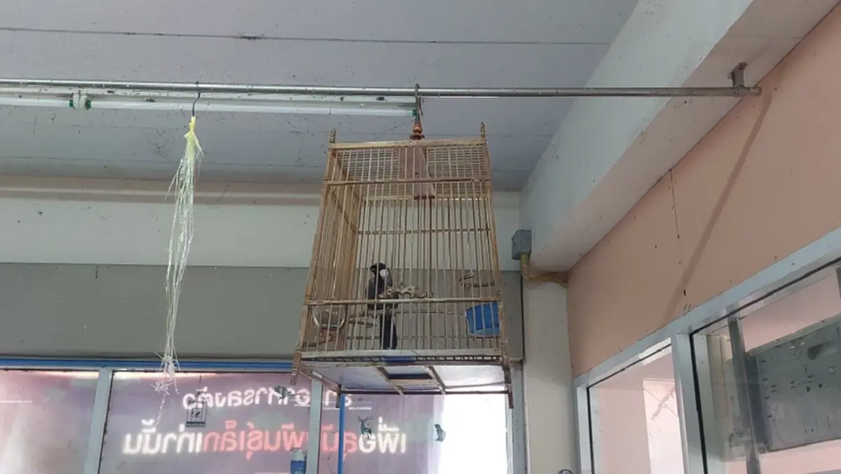 บก. ปทส. พิจิตร ลุยตรวจร้านปลาสวยงาม ยึดปลาเรืองแสง GMOs