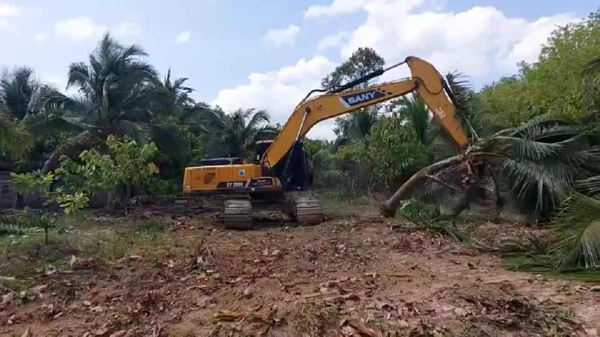 แบกไม่ไหว! เจ้าของสวนกระบี่รื้อทิ้งมะพร้าว 6 ไร่ เซ่นพิษราคาดิ่ง