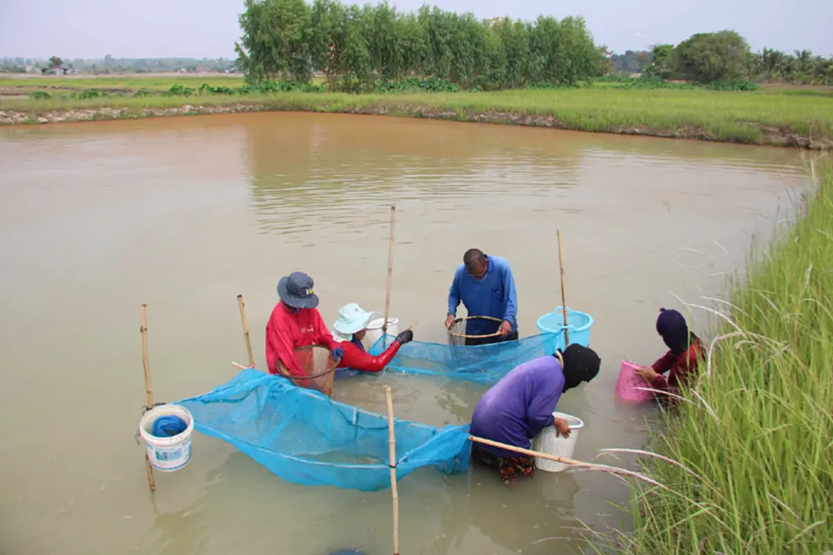 วิกฤตน้ำมันแพทำพิษ! ชาวนากุ้งกาฬสินธุ์อ่วม จี้รัฐเร่งแก้ไข
