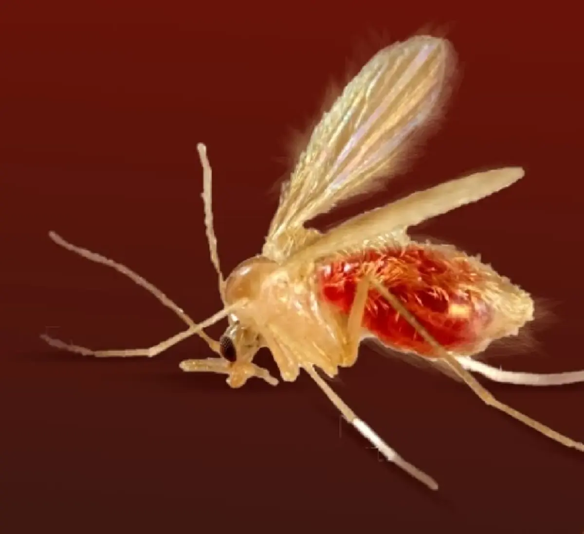 เตือนภัย โรคลิชมาเนีย จากริ้นฝอยทราย แมลงตัวจิ๋วแต่พิษสงร้าย