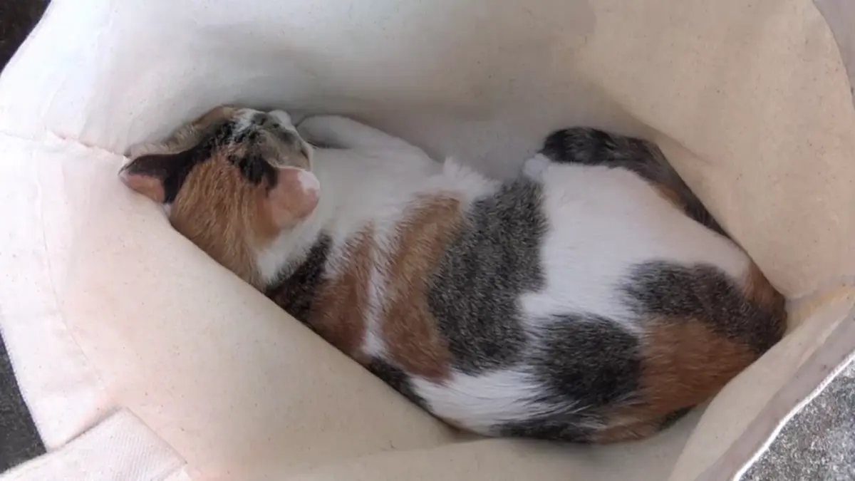 ปศุสัตว์บึงกาฬรุกทำหมันสัญจรฟรี พร้อมแจกเวชภัณฑ์ปี 69