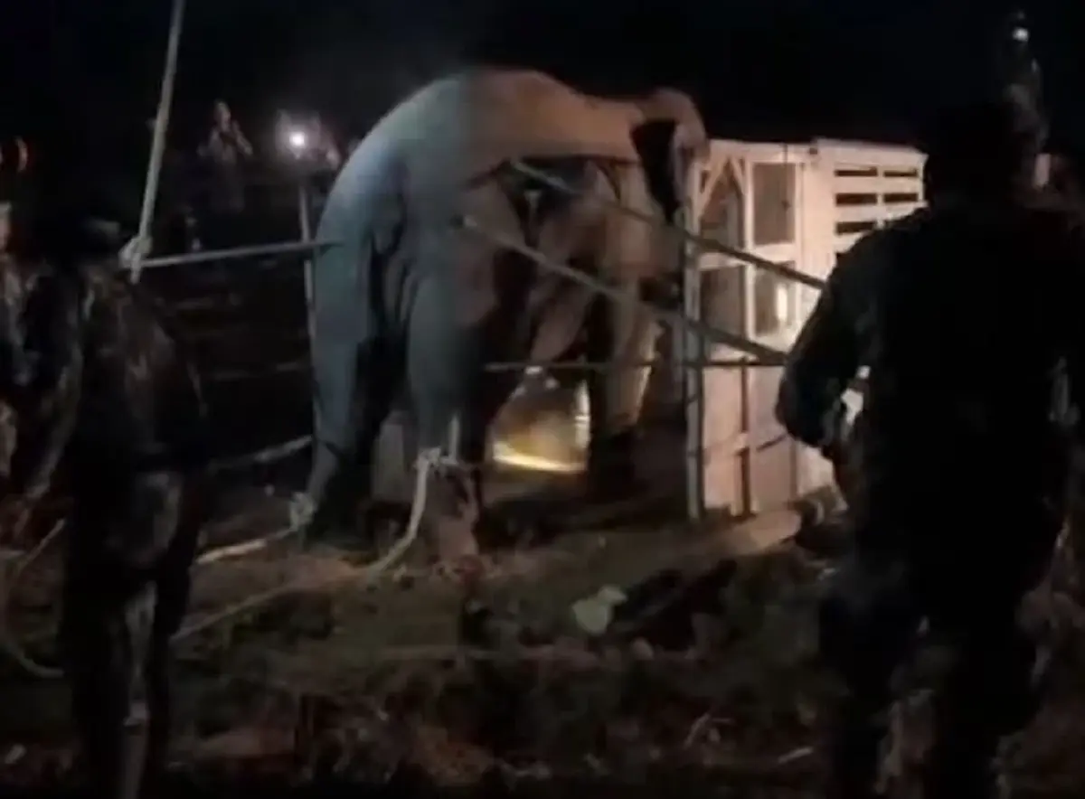 โดนแล้ว 2 รีสอร์ท-คาเฟ่ร้องย้าย สีดอหูพับ กรมป่าไม้แฉความผิดยับ