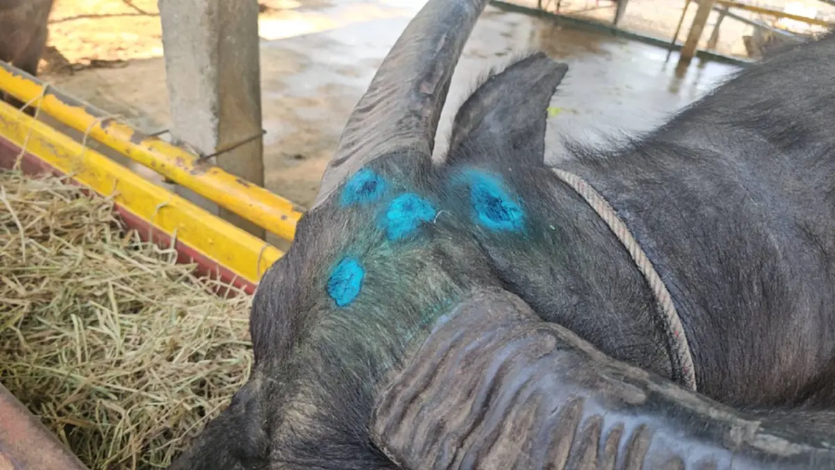 ผกก.สันทรายทำพิธีมอบ "เจ้าบุญรอด" ควายสู้ชีวิตให้วัด