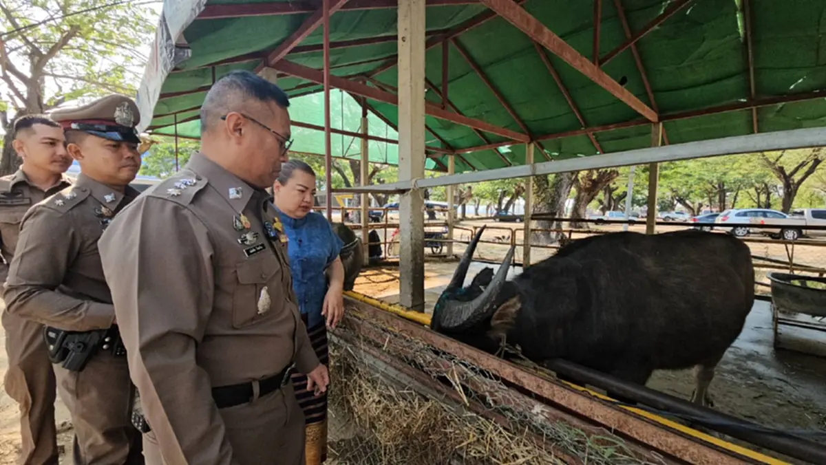 ผกก.สันทรายทำพิธีมอบ "เจ้าบุญรอด" ควายสู้ชีวิตให้วัด