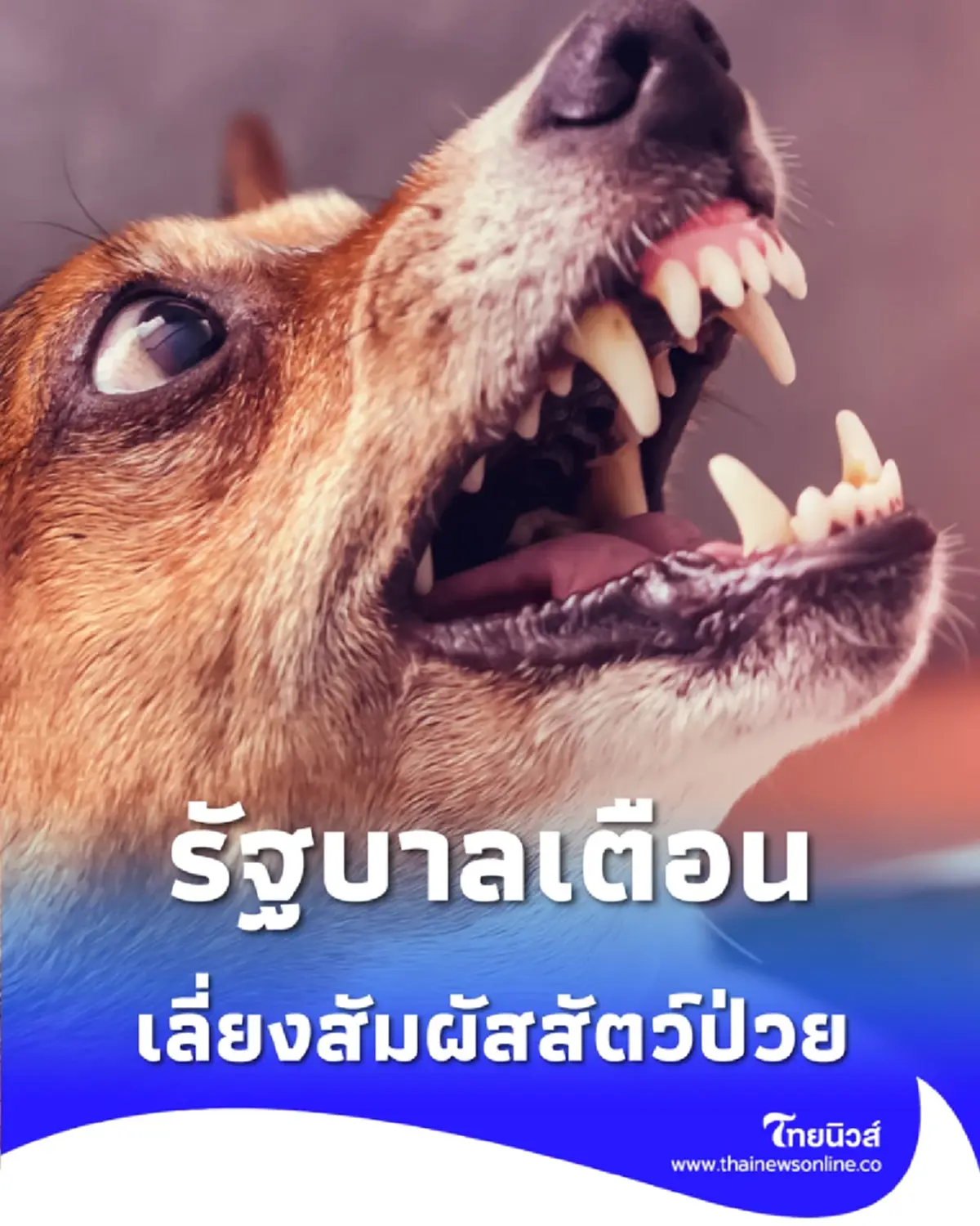 รัฐบาลเตือน ห้ามชำแหละสัตว์ที่ป่วยตายผิดปกติ อาจเสี่ยงติดเชื้อพิษสุนัขบ้า