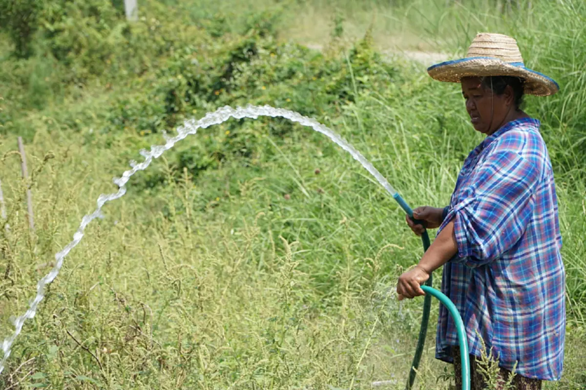 น้ำมันพุ่ง-ปุ๋ยขยับ ชาวสวนมะเขือเทศหนองคายโอด วอนรัฐตรึงราคา