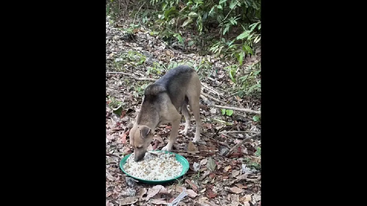 คนใจโหด! วางยาสุนัขเขาคอหงส์ 30 ตัว ตั้งรางวัลนำจับ 2 หมื่น