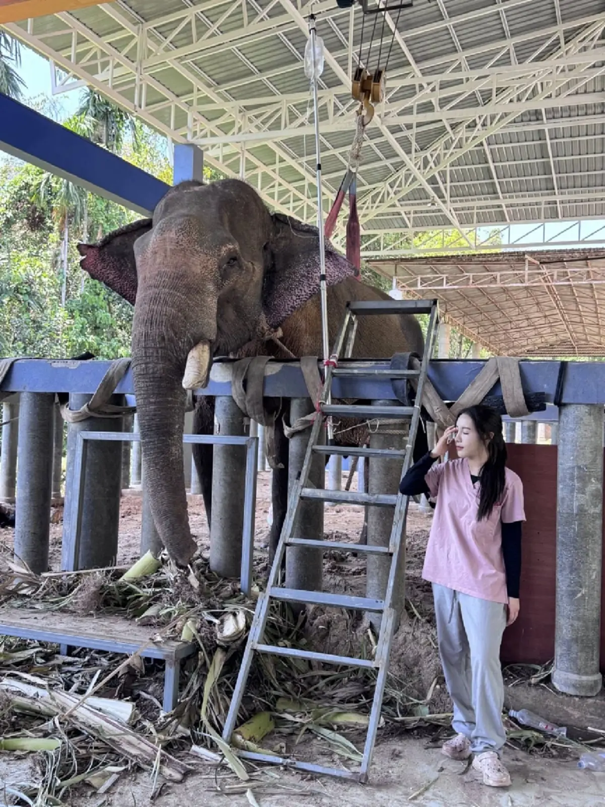 อัปเดต พี่เดียว ช้างขาหัก มีความหวัง ขอทุกกำลังใจช่วยให้สู้ต่อ