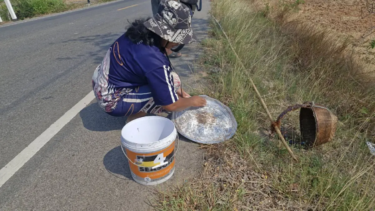 ชาวโคราชแหย่ไข่มดแดงขายรายได้พุ่งวันละพัน กิโลละ 500 บาท