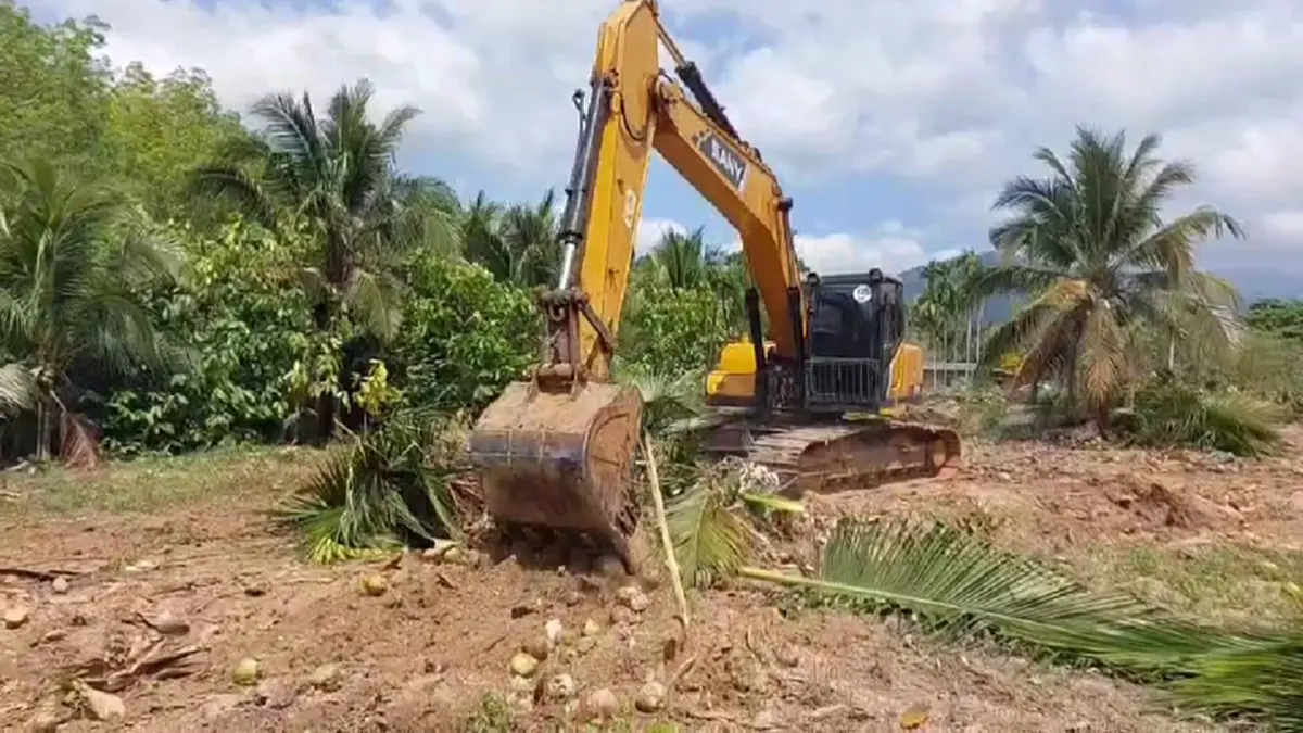 แบกไม่ไหว! เจ้าของสวนกระบี่รื้อทิ้งมะพร้าว 6 ไร่ เซ่นพิษราคาดิ่ง