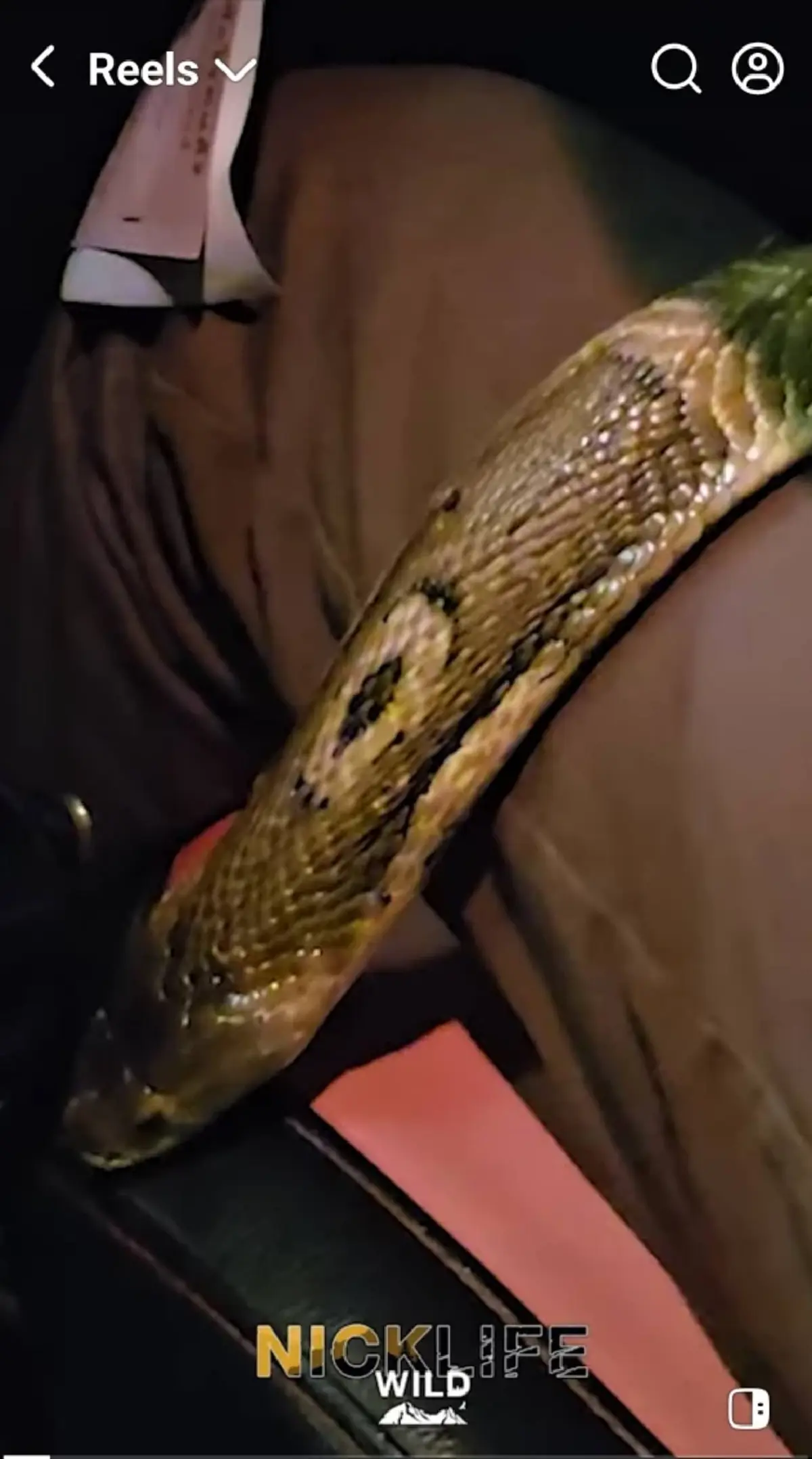 นิค อสรพิษวิทยา เคลียร์ดราม่างูเห่าหลุดในรถ จริงหรือคอนเทนต์