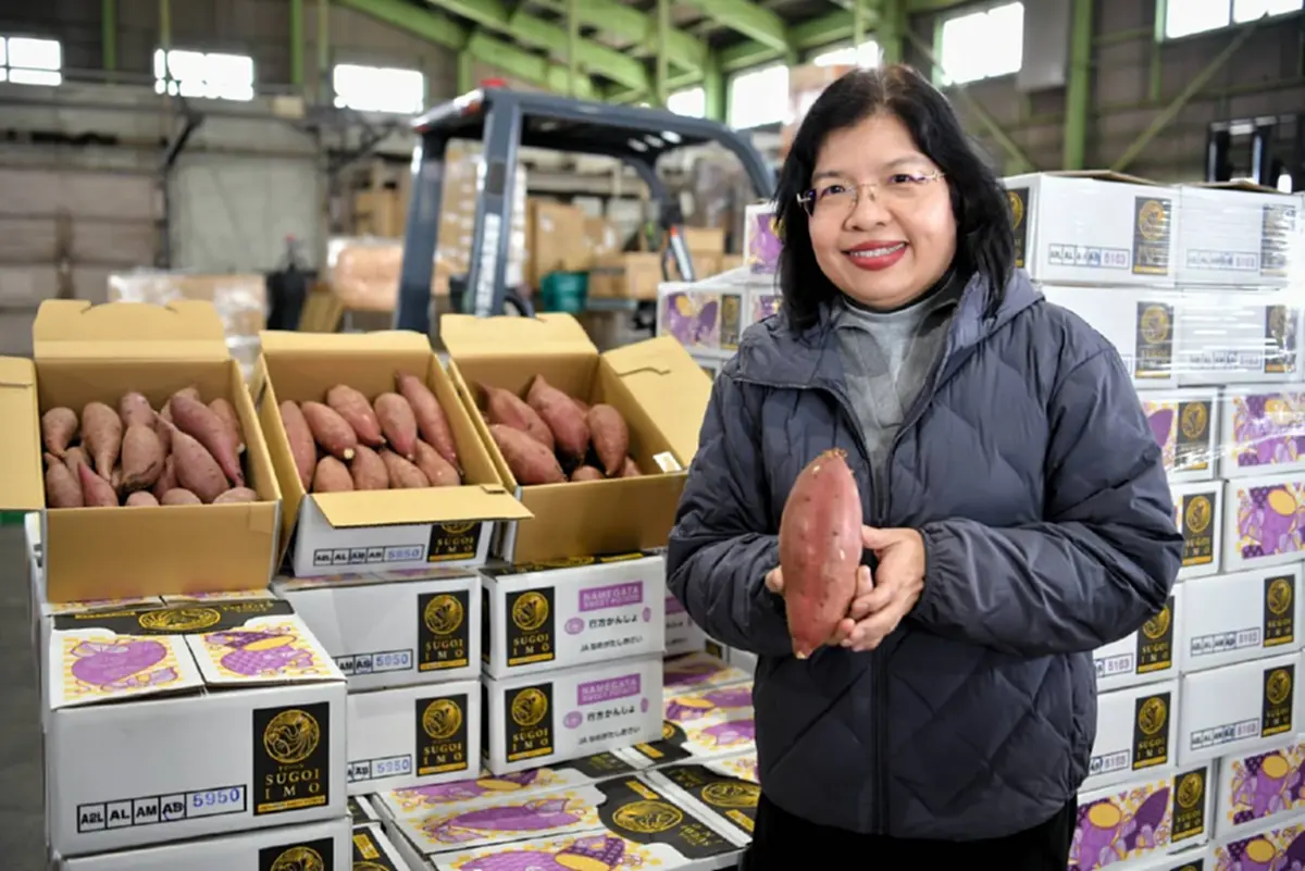 กรมทรัพย์สินทางปัญญา ดัน GI ไทย แข่งขันตลาดโลก ลุยศึกษาโมเดลปลูกมันหวานญี่ปุ่น